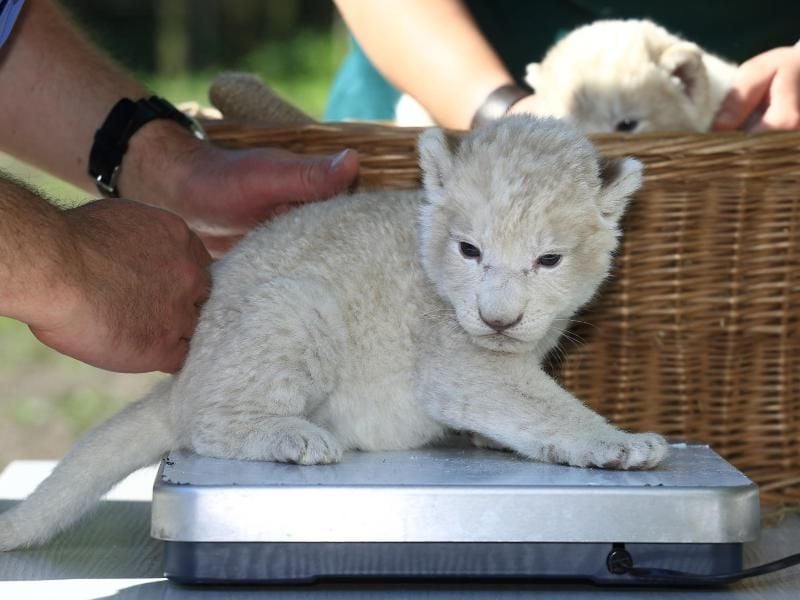 Ein Löwenbaby sitzt im Zoologischen Garten in Magdeburg. Foto: Jens Wolf