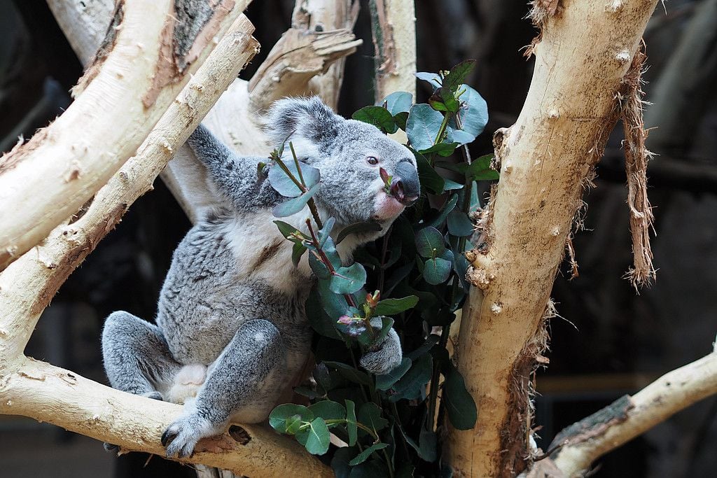 Koala-Männchen Oobi-Ooobi nahm die Eröffnungszeremonie gelassen und machte es sich in einer Baumgabel gemütlich.