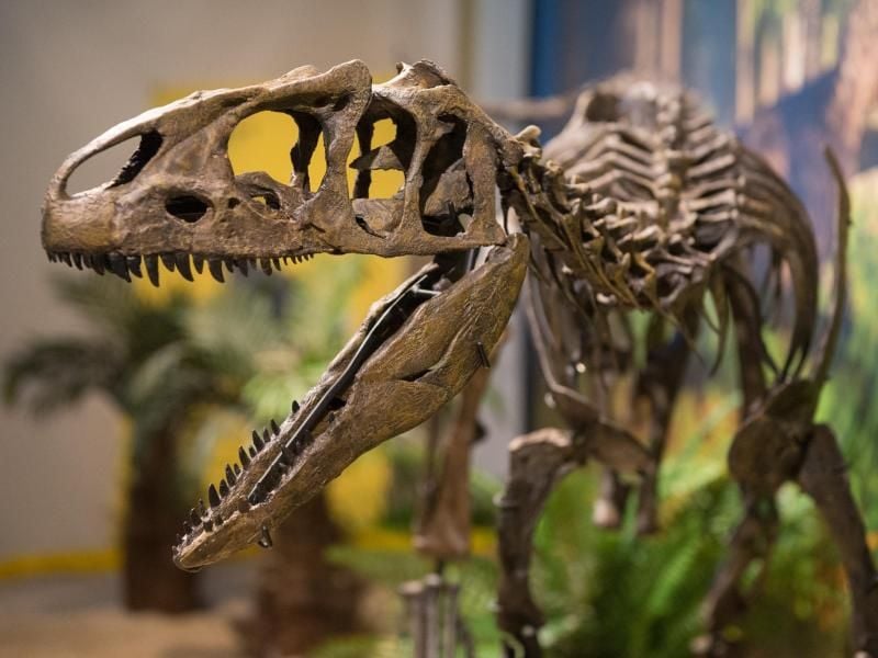Das Skelett eines Baby-Dinosauriers der Gattung Allosaurus ist nun im Urweltmuseum in Bayreuth zu sehen. Foto: Timm Schamberger