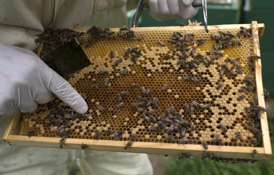 Die Bienen werden auf der Plantage platziert.