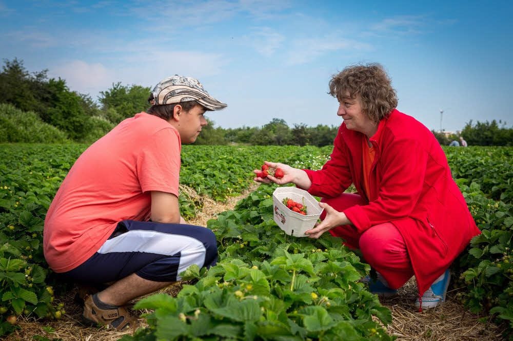 Toni und Silke Barth aus Droyßig suchen in Oberkaka auf dem Feld nach reifen Erdbeeren. Ein Teil der Früchte wandert gleich in den Mund.