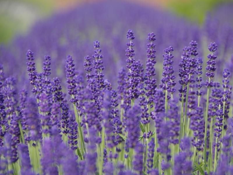 Wenn man den Lavendel nach seiner Blüte beschneidet, kann sich ganz einfach Stecklinge ziehen.Foto: Downderry Nursery