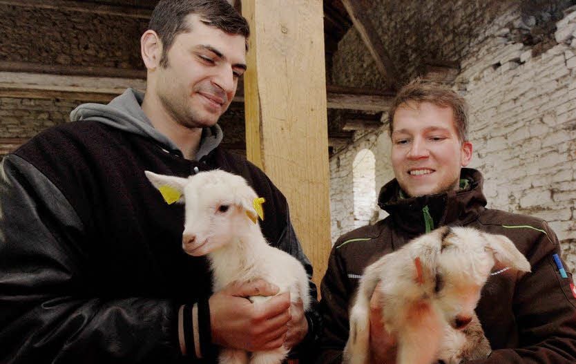 Tobias Fritzsche (l.) und Ludwig Schulze im „Baby-Abteil“des Stalls.