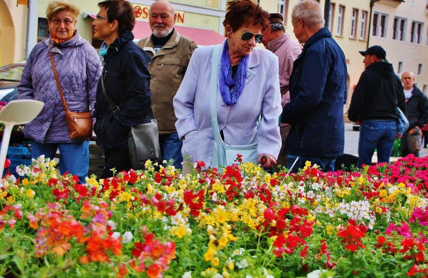 Der Elfenspiegel in seiner bunten Blüte interessierte viele Besucher.