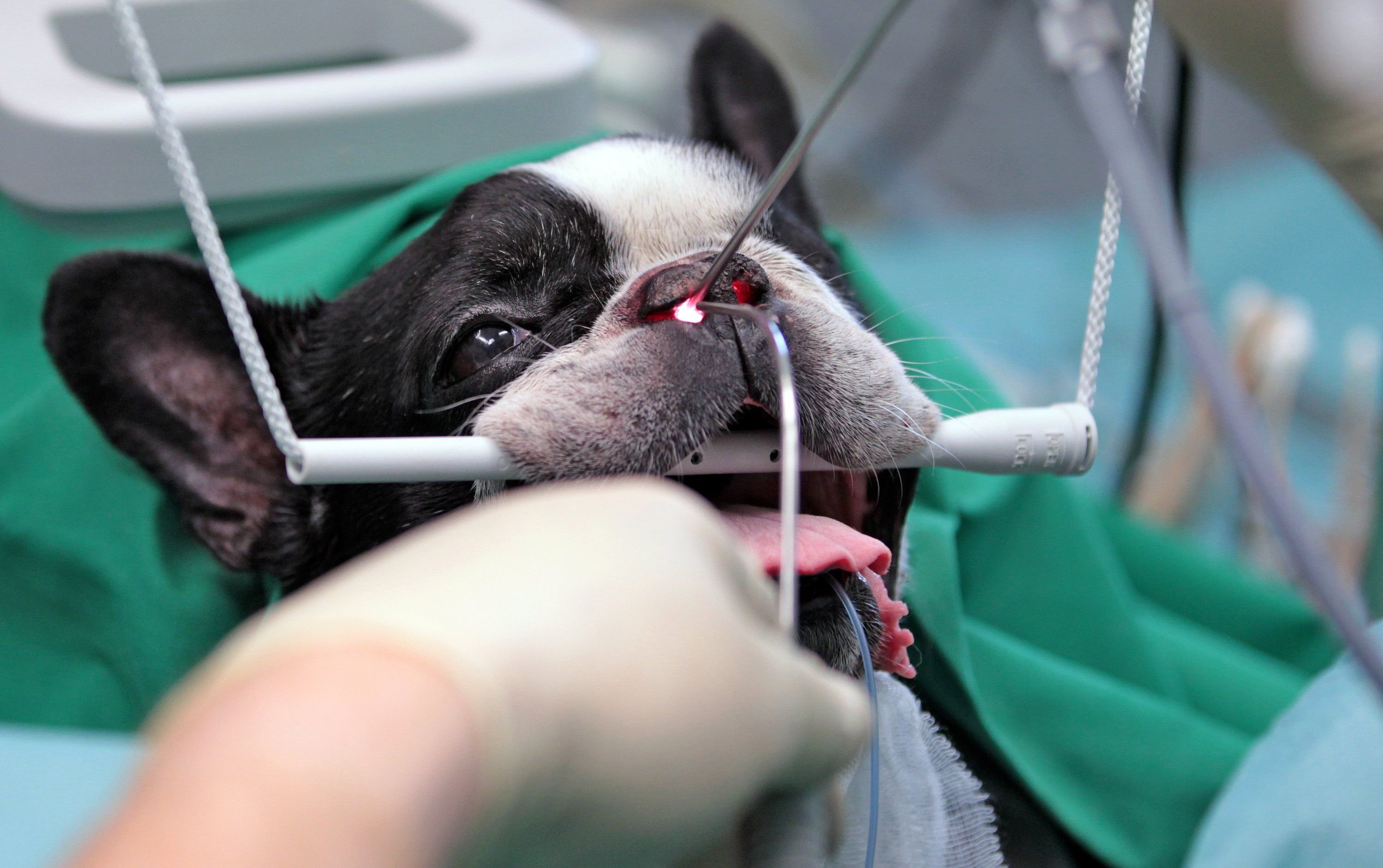 Eine Bulldogge wird in der Leipziger Kleintierklinik behandelt.