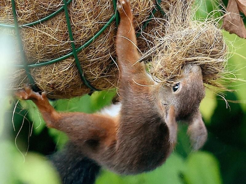 Eichhörnchen bauen im Winter Nester, in denen sie im Frühjahr ihre Jungen gebären. Manchmal passiert dies auch auf dem Balkon. Foto: Holger Hollemann