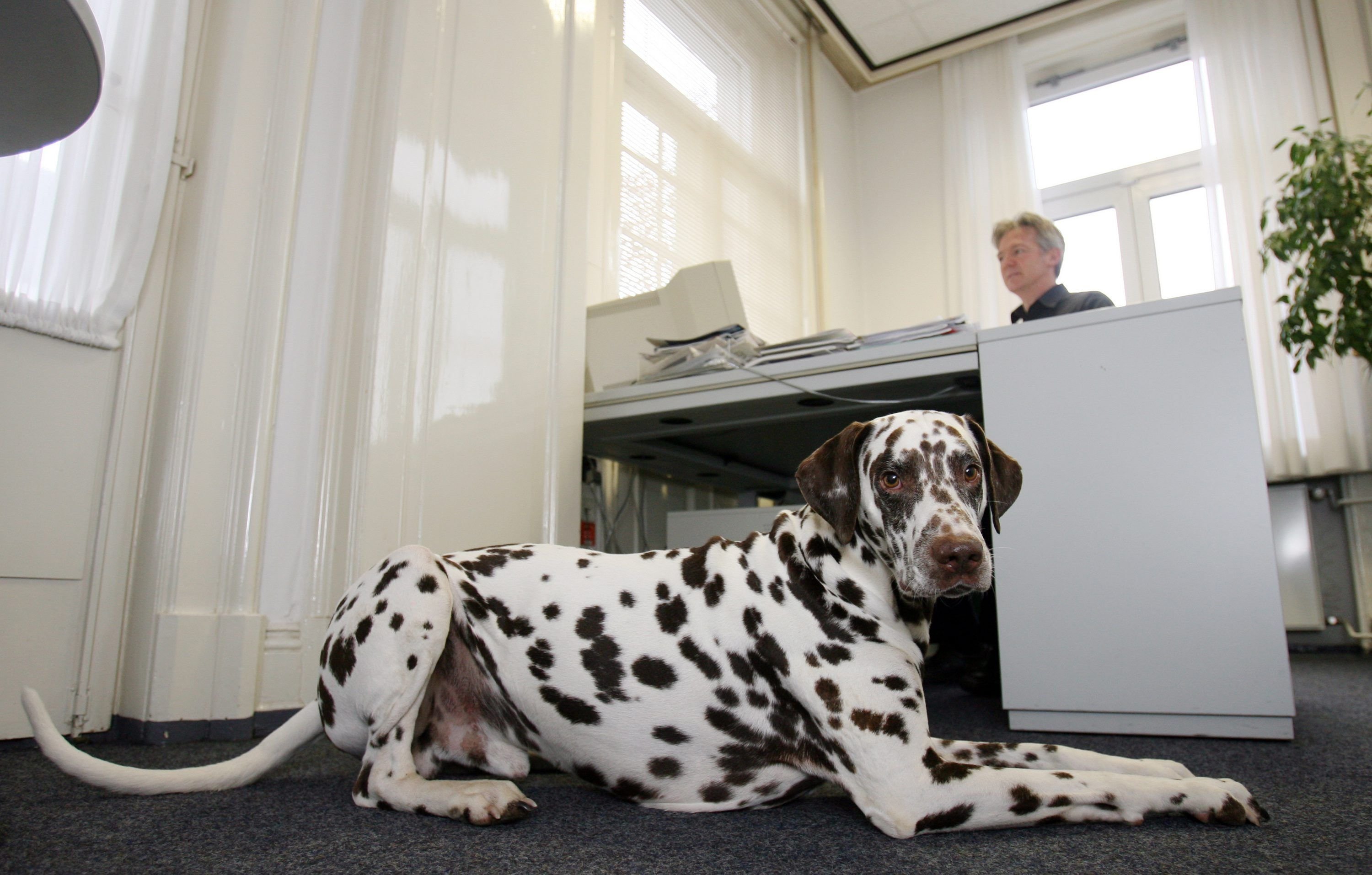 Kollege Vierbeiner: Ein Hund im Büro fördert die Produktivität, zeigt eine US-Studie.