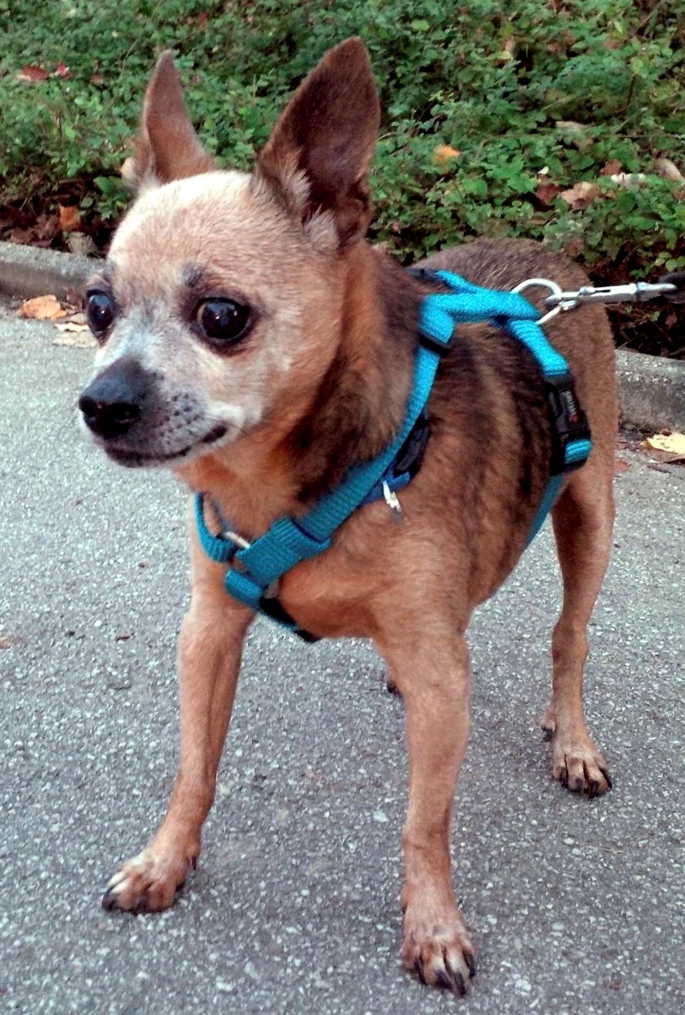 Süße Chihuahuas wie dieser kleine Kerl wurden aus der Wohnung gerettet.
