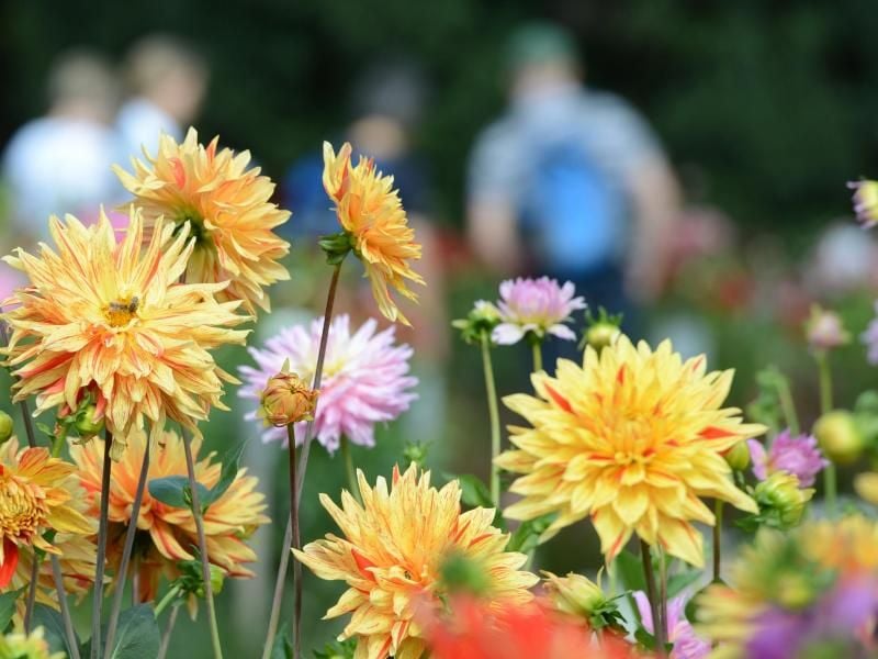 Dahlien in einem Park