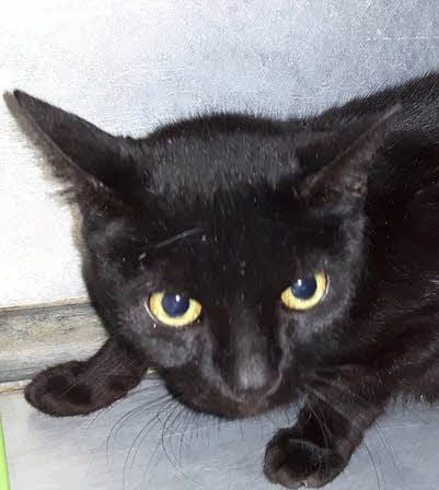 Das ist einer der 30 Neuzugänge im Katzenhaus.