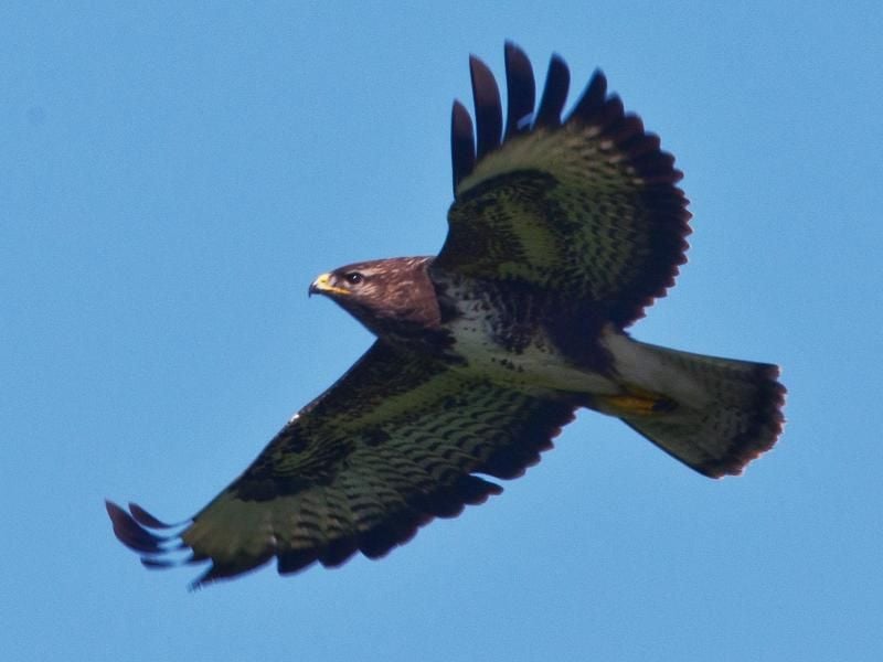 Während der Brutzeit wollen Mäusebussarde oft Jogger oder Spaziergänger aus dem Wald vertreiben. In der Regel bleibt es bei einem Scheinangriff. Foto: Boris Roessler