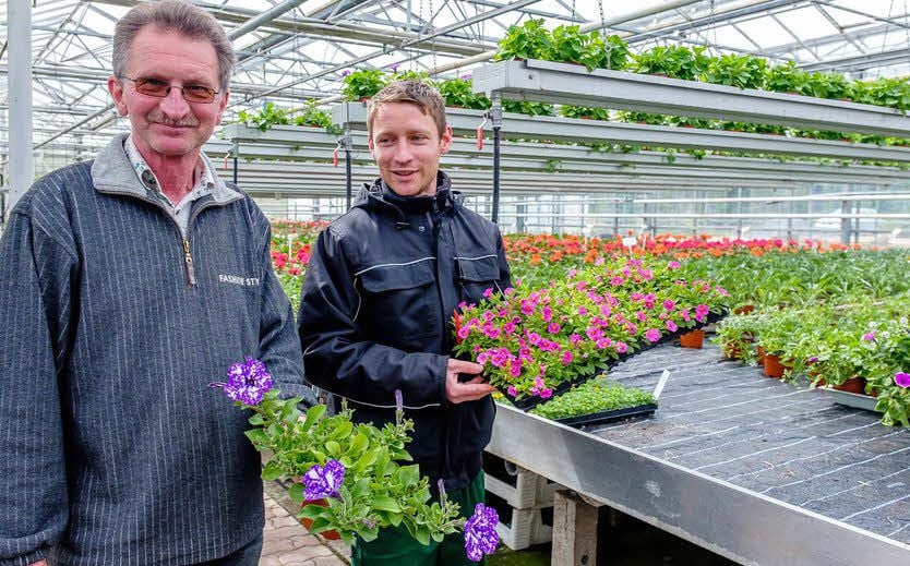 Bernd und Martin Pannier zeigen Neuzüchtigungen wie die Petunie „Nightsky“ und altbewährte Schönheiten für Garten und Balkon.