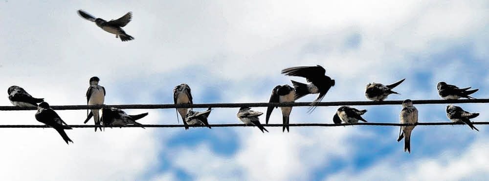 „Mit der Aktion wollen wir um Verständnis für die Vögel werben und auf schwindende Brutmöglichkeiten hinweisen“, meint die Nabu-Geschäftsführerin.