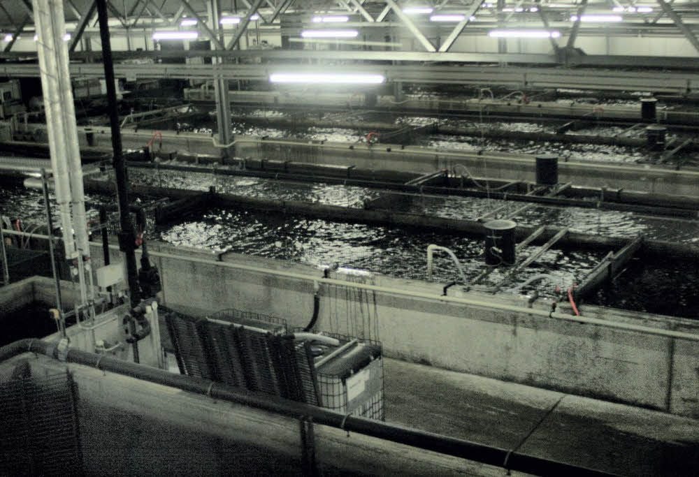 So sieht es in der Produktionshalle der Fischfarm der Attilus GmbH in Jessen aus. Die Aufnahme entstand durch das Panorama-Fenster im Konferenzraum des Betriebes, sie zeigt einen Teil der Stör-Becken, die als geschlossene Ringanlagen mit jeweils 300 Kubikmetern Wasser Inhalt arbeiten.