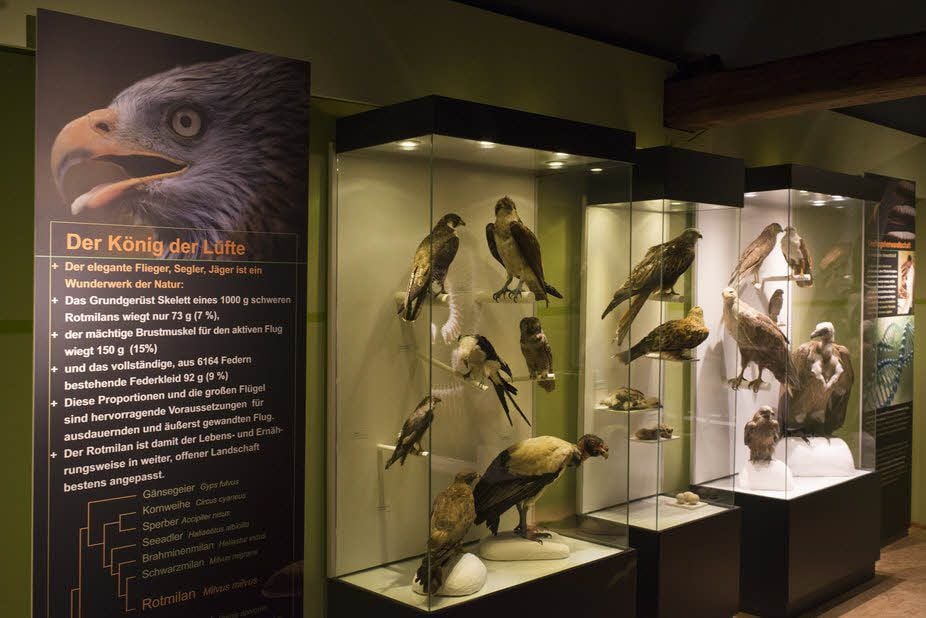Die Ausstellung gibt einen Überblick über die Lebensweise des Rotmilans.