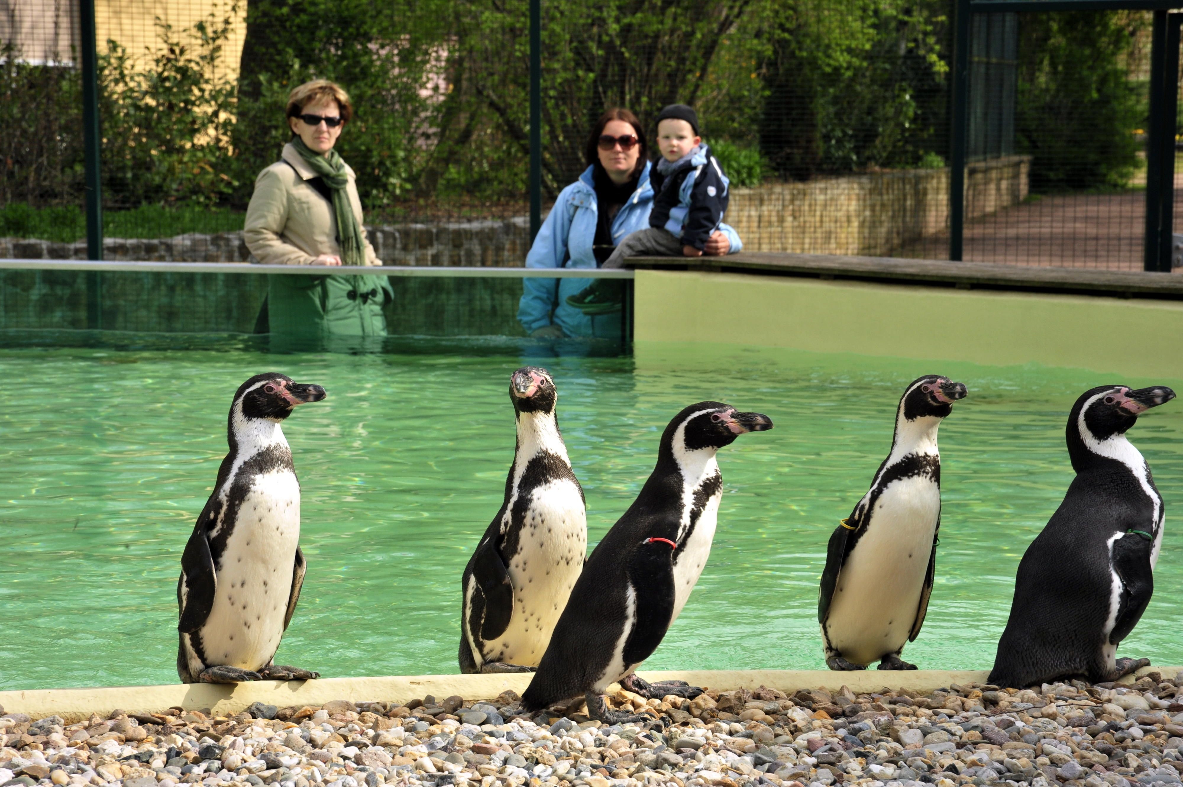 Humbold-Pinguine im Tiergarten Bernburg