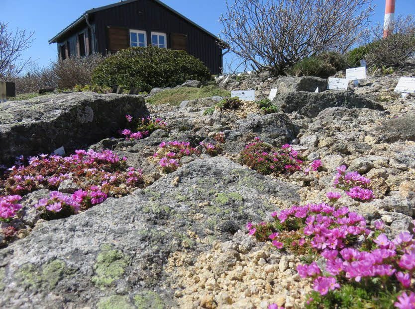 Blick in den Brockengarten.
