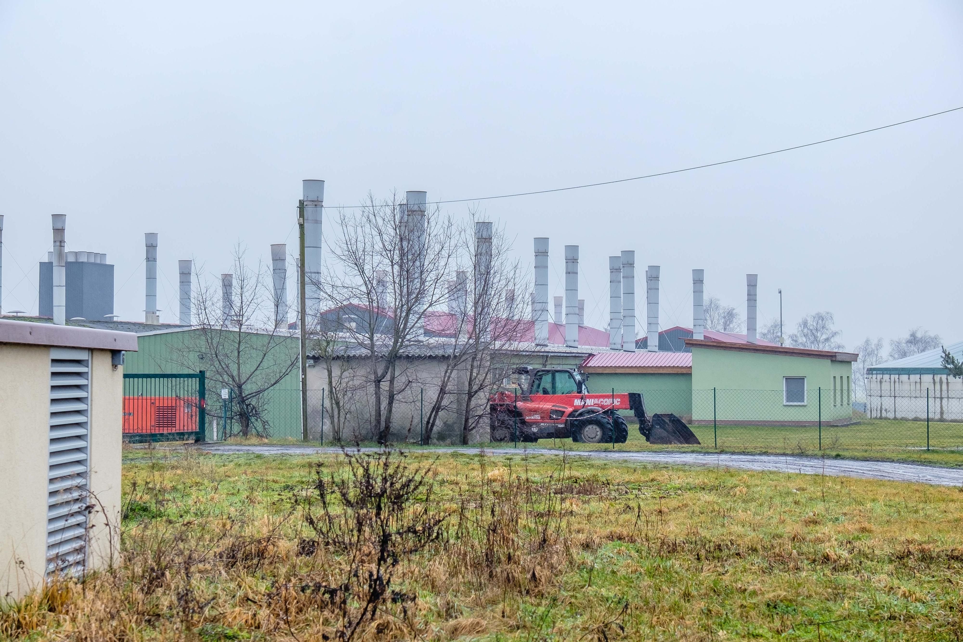 Die Schweinemast in Düben
