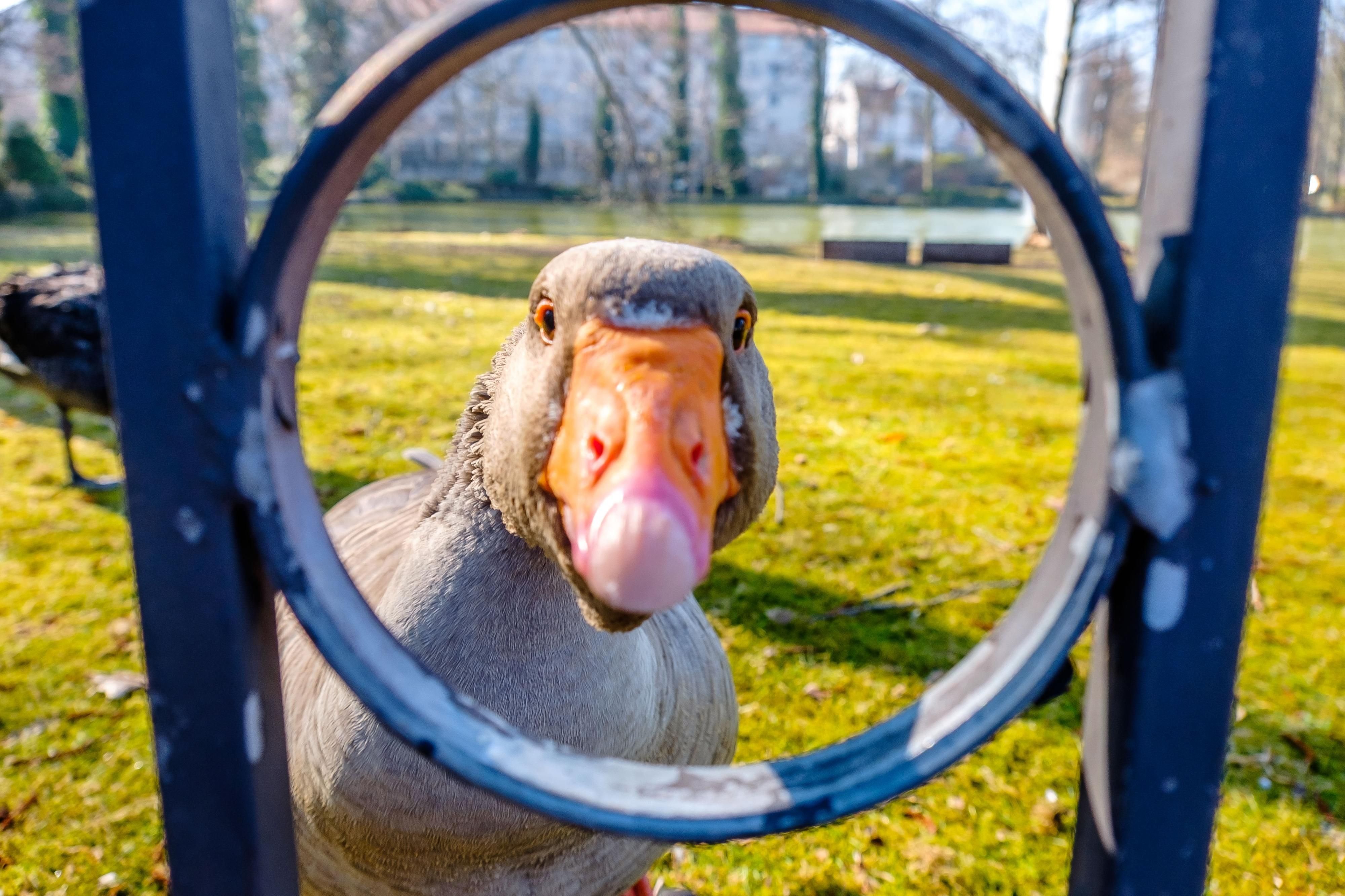 Ungewöhnliche Liebe im Schwanenteich: Gans Berta und die namenlose Trauerschwänin sind in Bad Schmiedeberg ein unzertrennliches Paar.