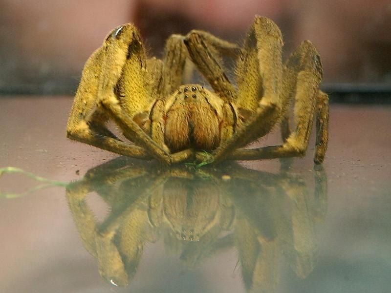 Eine Giftspinne.