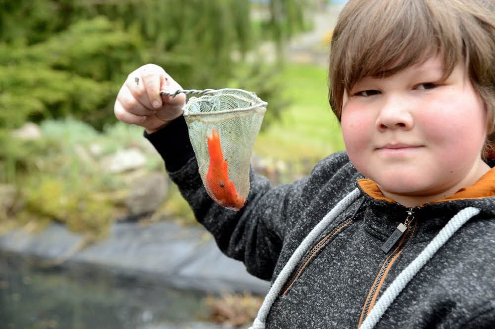 Philipp Krötzsch setzt die Fische wieder im Teich aus. Er ist voll beschäftigt und konzentriert.