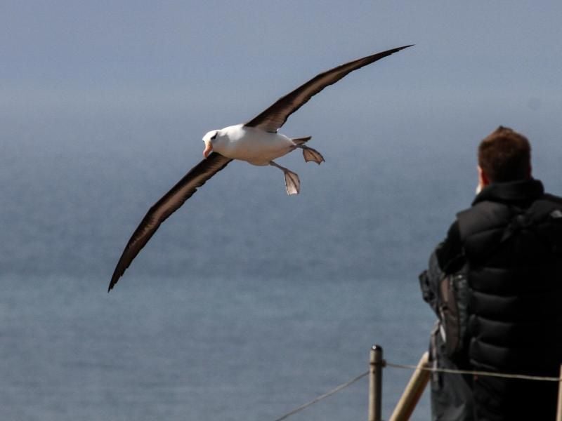 Ein Schwarzbrauenalbatros an der Küste von Helgoland. Foto: Jochen Dierschke/Archiv