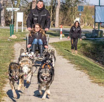 Am 5. und 6. März sollen wieder Hundegespanne in Wörlitz unterwegs sein.