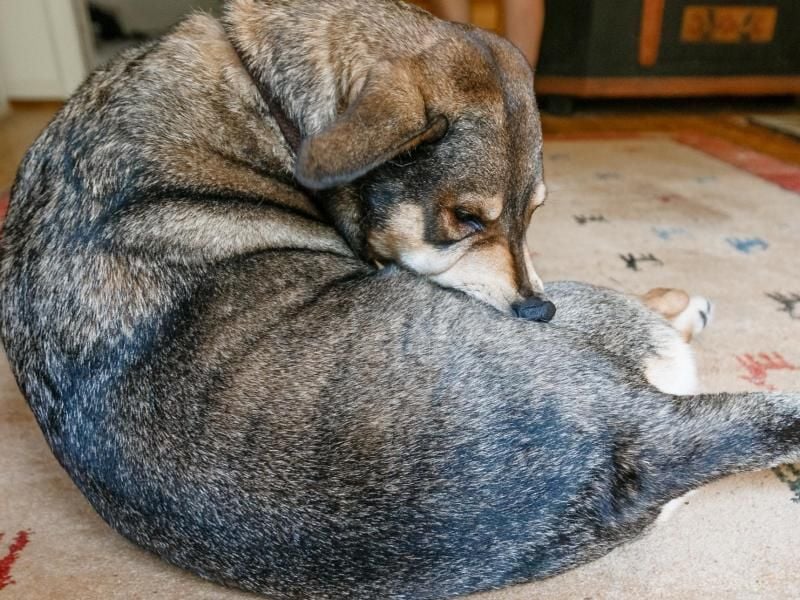 Wenn es den Hund ständig juckt, könnten es auch Flöhe sein. Foto: Markus Scholz