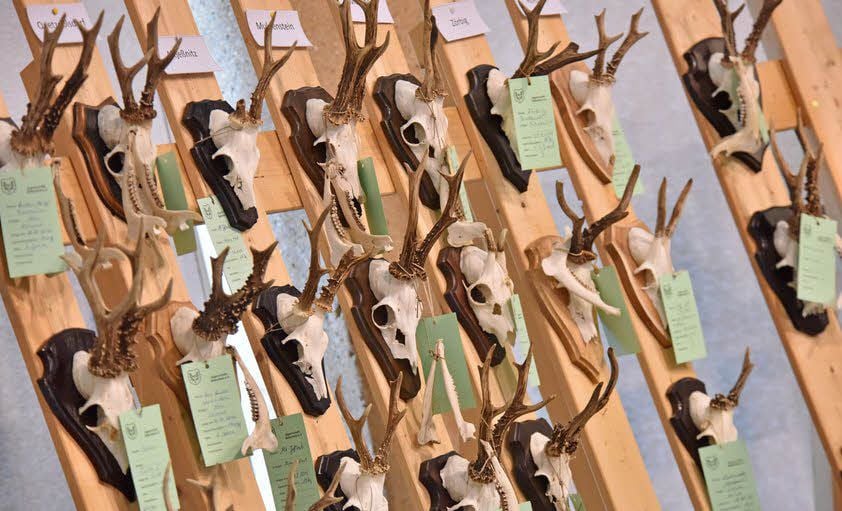 Jagdtrophäen gehören bei den Waidmännern immer dazu.