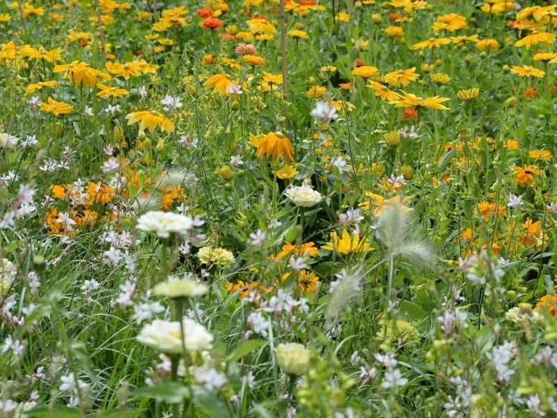 Blumenwiesen sind nicht nur etwas für die freie Natur. Auch Grundstücke lassen sich damit bepflanzen - und das erspart dem Besitzer sogar viel Gartenarbeit. Foto: Andrea Warnecke