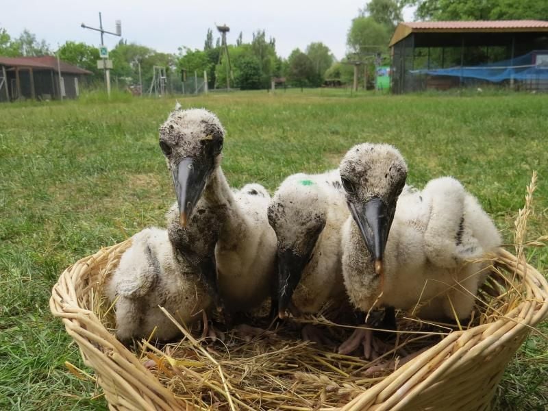 Storchenbabys liegen im Storchenhof Loburg bei Möckern in einem Nest. Foto: Storchenhof/dpa