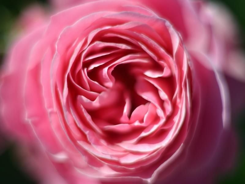 Eine Rose der Züchtung «Leonardo da Vinci» im Europa-Rosarium in Sangerhausen.
