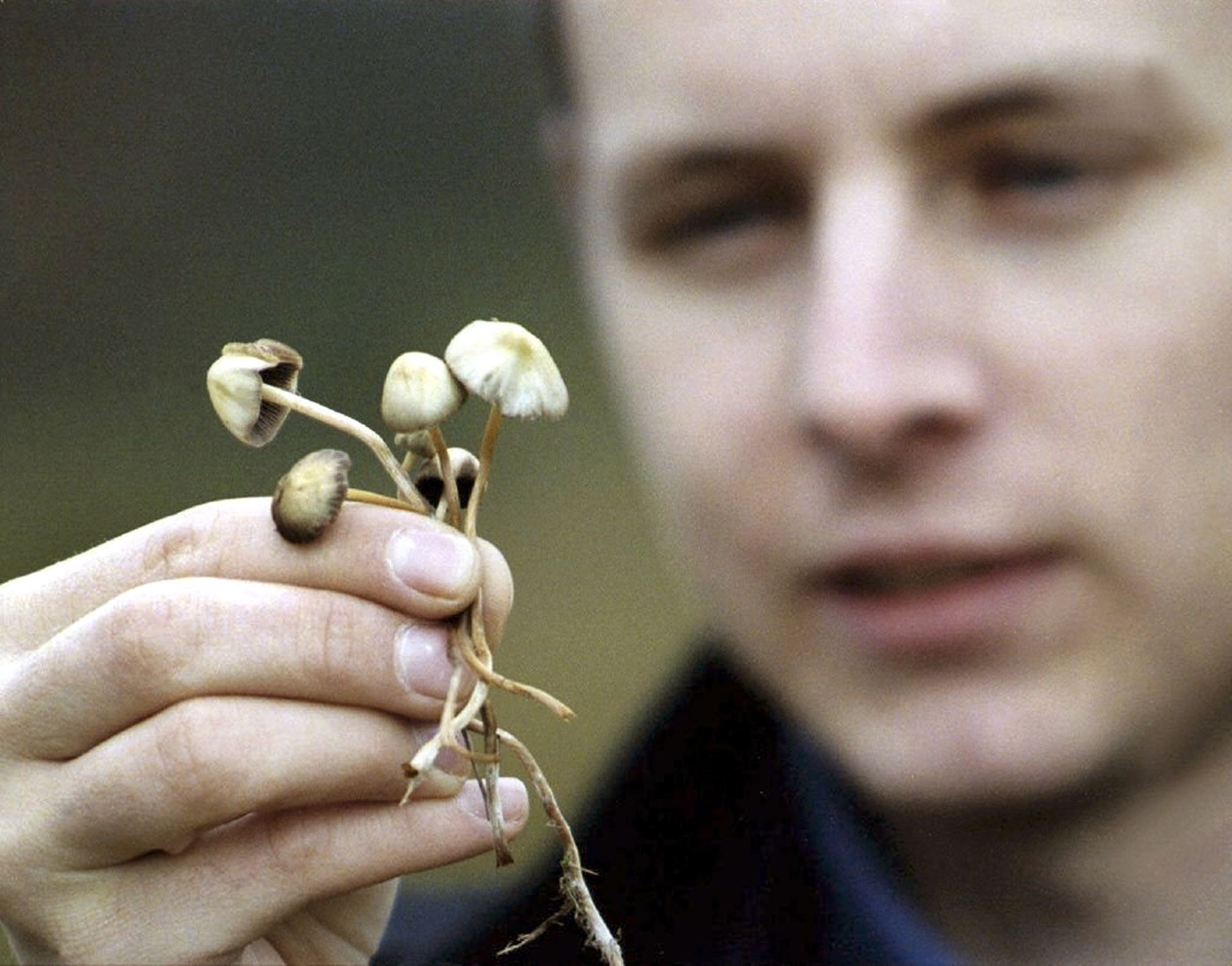 Psilocybinhaltige Pilze sind weltweit verbreitet.