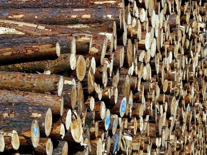 Holz ist ein wertvoller Natur-Rohstoff. Dennoch sollten Anleger nicht ihr ganzes Vermögen in Wälder investieren, rät die Verbraucherzentrale Bremen. Foto: Jens Wolf