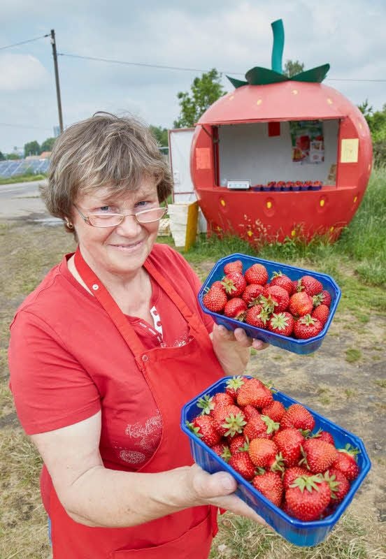 Plantage in Dröbel Plantage in Dröbel Erdbeeren selbst pflücken
