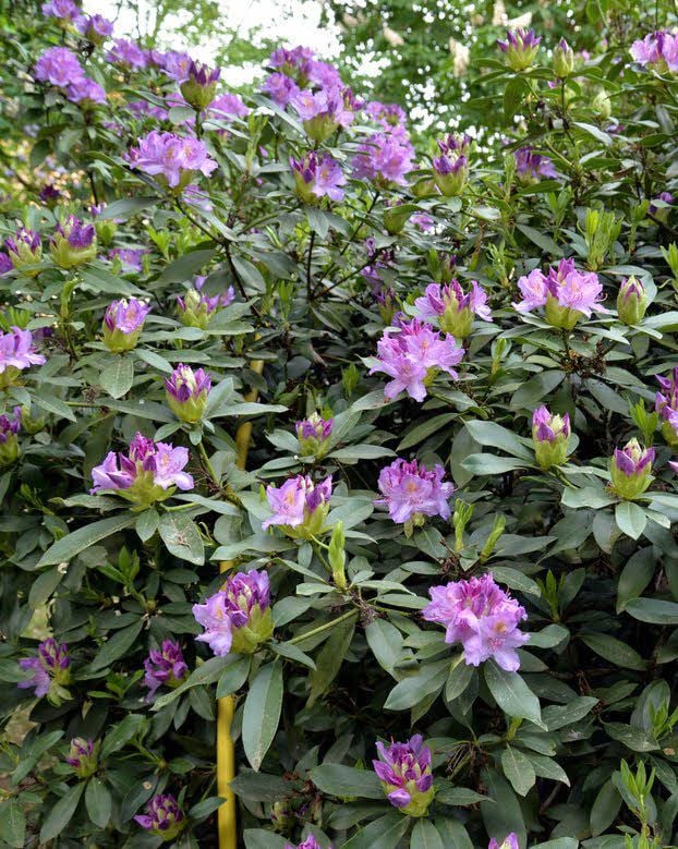 Pünktlich zum Rhododendronfest blüht dieser prächtig.