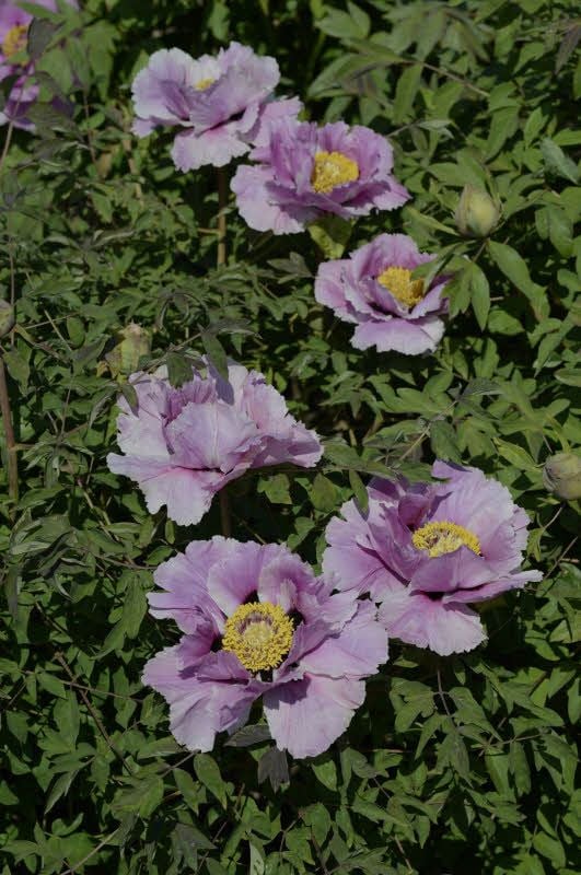 Auch diese violette Pfingstrose blüht bereits.