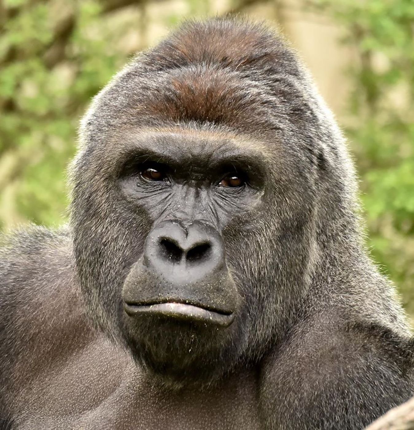 Gorilla Harambe wurde am 29. Mai erschossen.