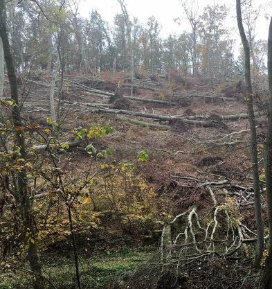 Noch ist bei Holzzelle einiges zu tun.