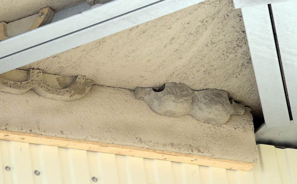 Insgesamt sind 240 Nisthilfen schon vorgebaut.