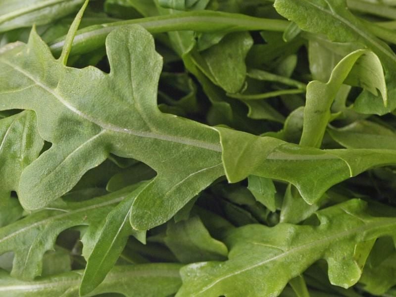 Rucola schmeckt ähnlich wie Löwenzahn und ist in der Küche vielseitig einsetzbar. Foto: Hendrik Schmidt