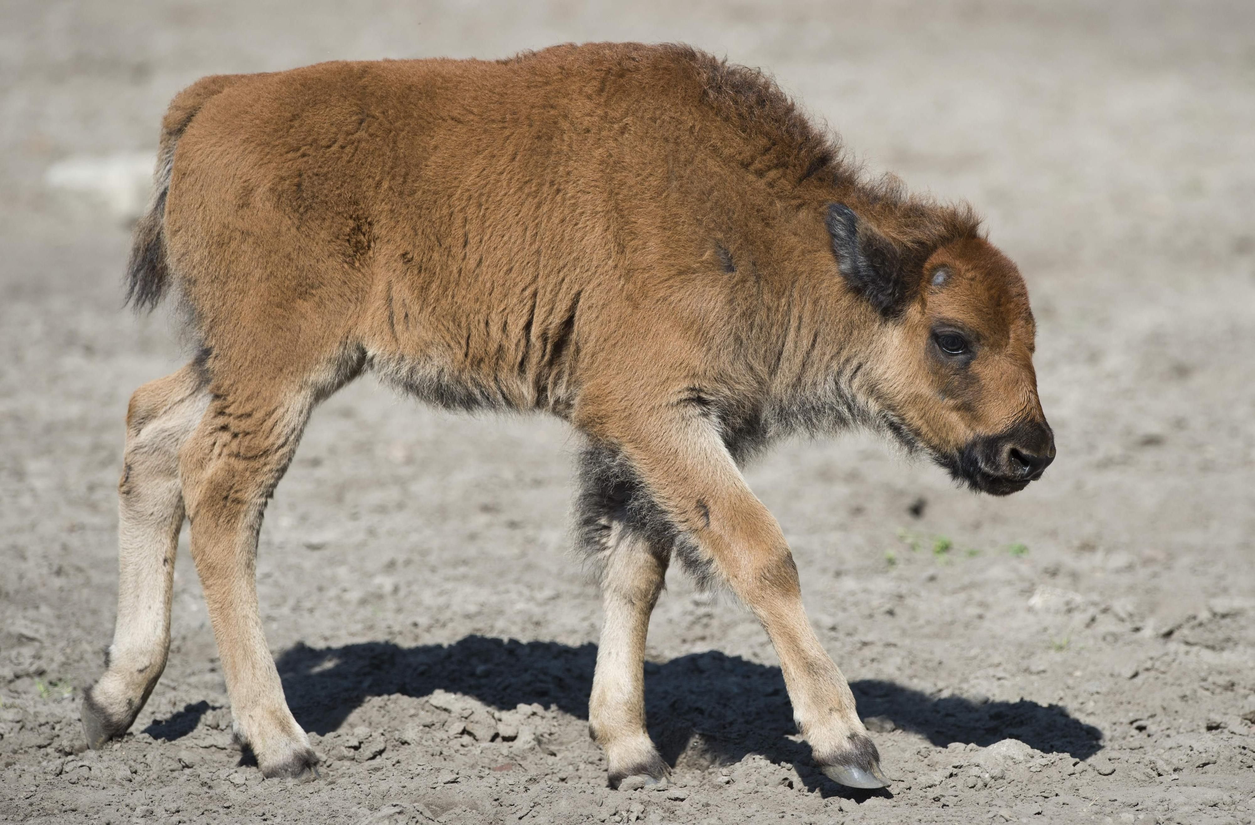 Ein Bisonkalb wie dieses im Berliner Tierpark haben Besucher des Yollowstone-Nationalparks mitgenommen.