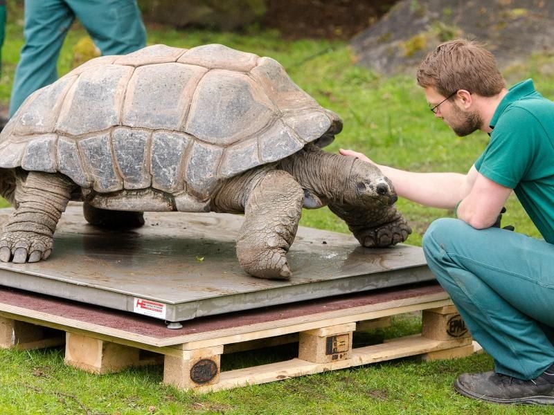 Eine Riesenschildkröte wird gewogen. Foto: Daniel Bockwoldt