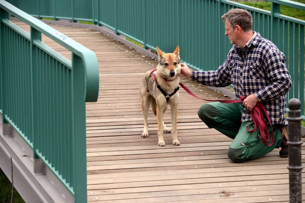 Karsten Dittmann geht mit der Wolfshündin spazieren.