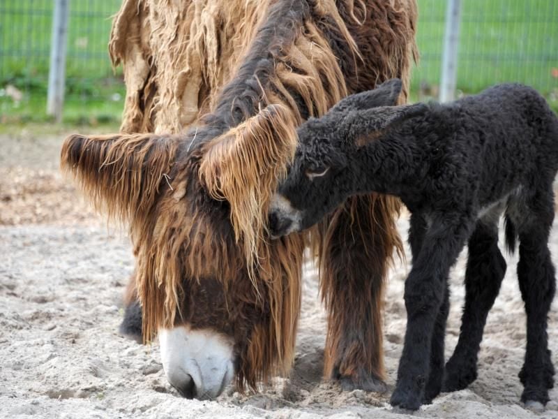 Jungesel Galadrielle du Genet mit seiner Mutter. Foto: Philip Schwarz