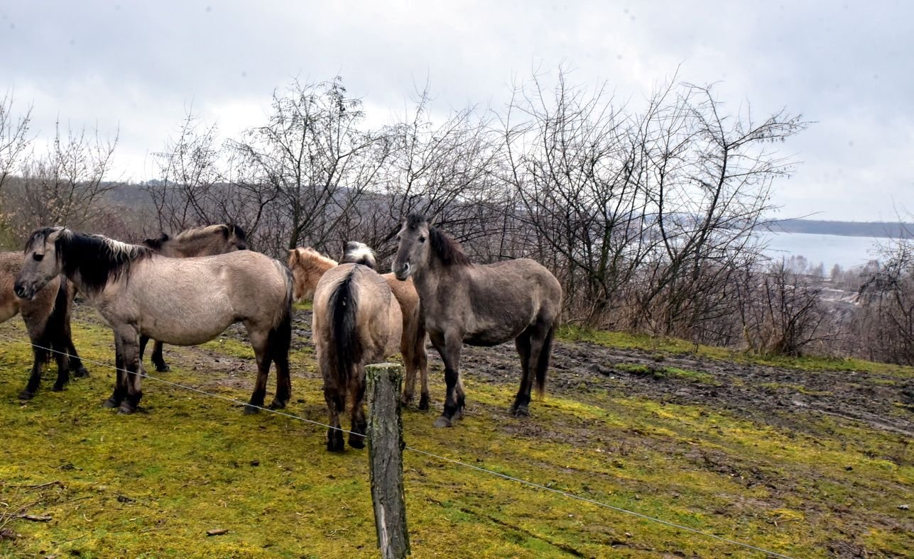 Rinder und Pferde beweisen sich als Landschaftspfleger.