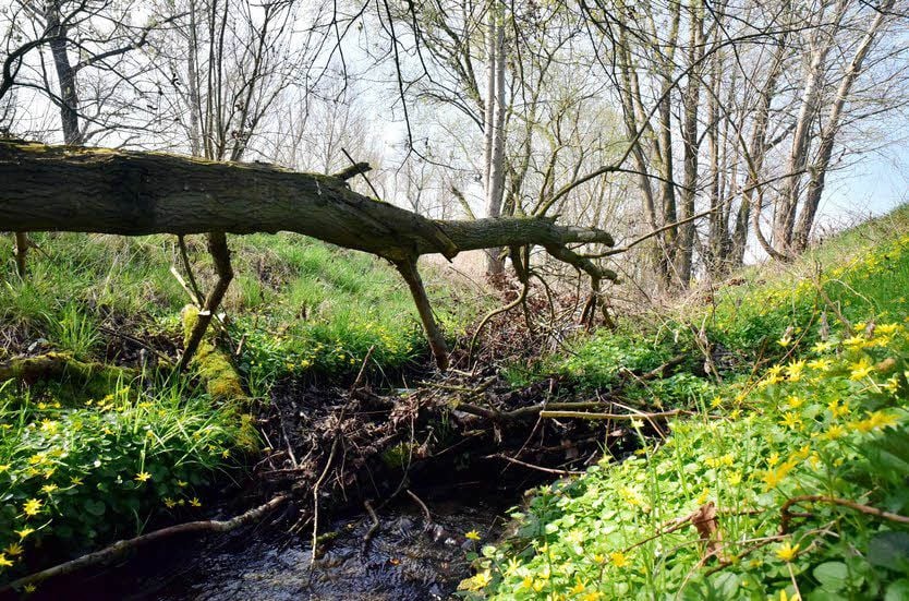 Ein Blick auf die Rippach zwischen Krössuln und Krauschwitz.