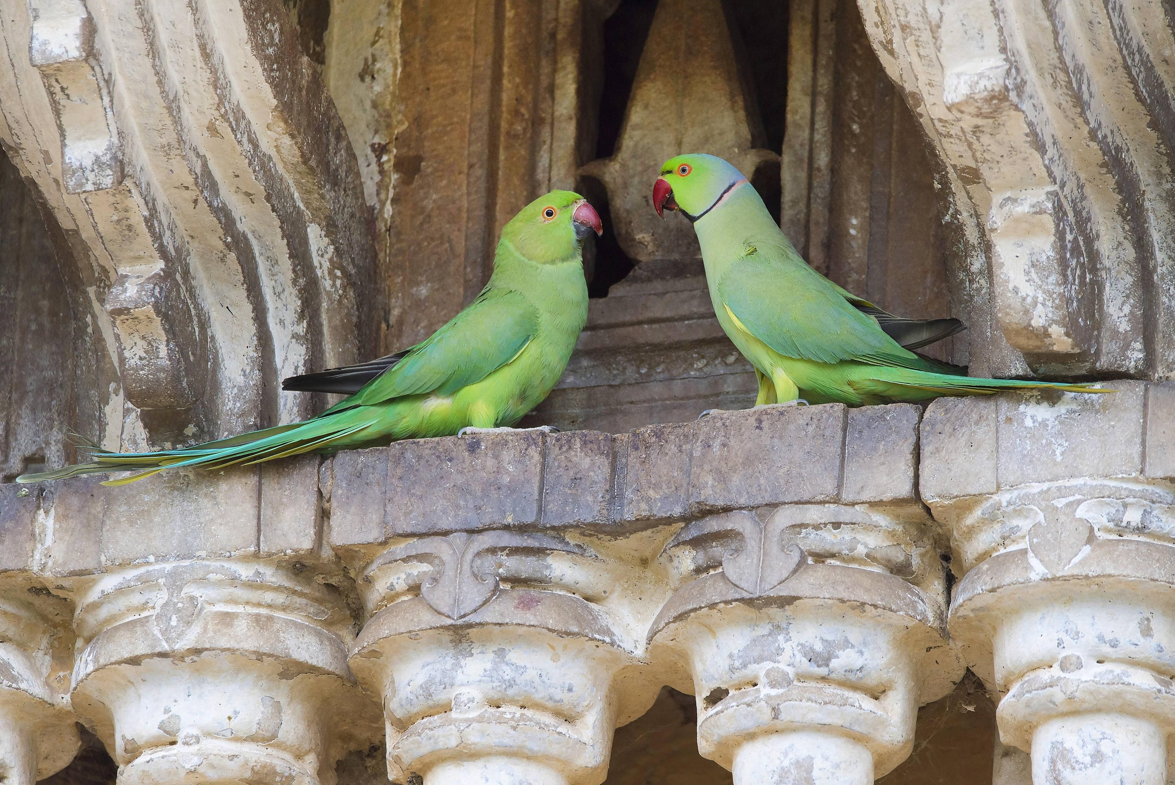 Der Halsbandsittich ist weltweit die am weitesten verbreitete Papageienart. Auch im Rheingebiet scheinen sich die giftgrünen Papageien seit Jahren wohl zu fühlen.