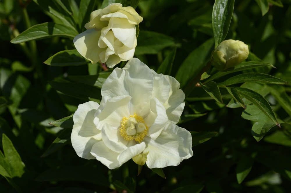 Ganz zartes Gelb kennzeichnet das „Kleine gelbe Geheimnis“.