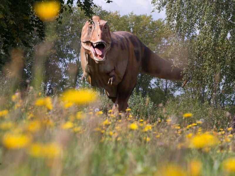 Die mangelnde Fähigkeit, ausgestorbene Arten durch neue zu ersetzen, hat die Dinosaurier offenbar schon lange vor dem verheerenden Meteoriten-Einschlag vor 66 Millionen Jahren anfällig gemacht. Foto: Sebastian Kahnert/Archiv